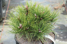 Pinus-ponderosa-Pennock-Pass-Pincushion.jpg
