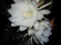 Night Blooming 013.JPG