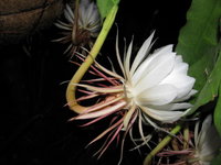 Night Blooming 014.JPG