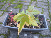 IMG_9300.JPG