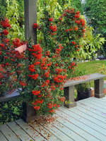 Pyracantha-strong-Branches-thru-Pruning.jpg