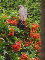 Northern-Flicker-feeding-Pyracanthia-2-20210914.jpg