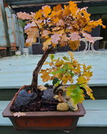 Damaged-Oak-plus-Two-Fall_20211117.jpg