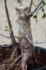 Elm-bonsai_0003.jpg