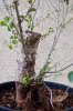 Elm-bonsai_0005.jpg