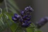 wisteria zoom macro.jpg