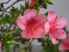 IMG_0010a.jpg