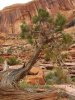 Moab tree.jpg