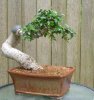 chinese elm.jpg