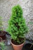 Spruce 2 (428x640) (2) (268x400).jpg