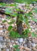 Mystery tree 002.jpg