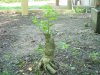 cork bark elm 004.jpg