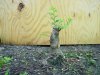 cork bark elm 007.jpg