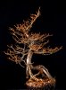 larch 2.jpg