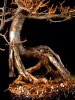 larch 3.jpg