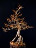 larch 4.jpg