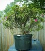 DSC03623-2.jpg