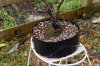 DSC05267-2.jpg
