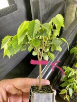 DAD91BEE-7E49-4A07-AF13-6A7DEF6B1211.jpeg DAD91BEE-7E49-4A07-AF13-6A7DEF6B1211.jpeg