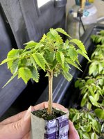 42A49B7D-0D3E-413C-8837-2B01DA9D5F6D.jpeg 42A49B7D-0D3E-413C-8837-2B01DA9D5F6D.jpeg