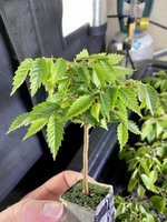 99E65C12-8588-46C8-BA06-5D5A3CBC67BA.jpeg 99E65C12-8588-46C8-BA06-5D5A3CBC67BA.jpeg