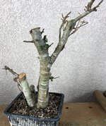 collected oak 1.jpg