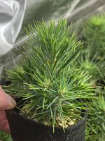 A561F25C-65EC-474C-83CD-7F9281E9A43F.jpeg A561F25C-65EC-474C-83CD-7F9281E9A43F.jpeg