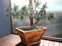 planter_bonsai_lg_2.jpg