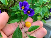 1 Blue Potato Bush Berries.jpg