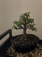 Port. Afra pic 1 - Sept. 2021.jpg