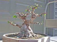 thicktrunkbonsai.jpg