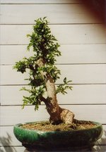 Ulmus 1996.jpg