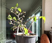 quince.jpg quince.jpg