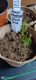 seedlings_black_pine 1weekago.jpg