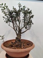 IMG_20211225_120451.jpg