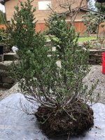 00D98F1F-D395-4A0B-ACC4-6ED4B9976B02.jpeg 00D98F1F-D395-4A0B-ACC4-6ED4B9976B02.jpeg