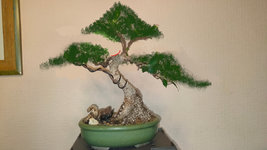 ficus-shop1.jpg