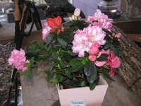 IMG_6333.JPG IMG_6333.JPG