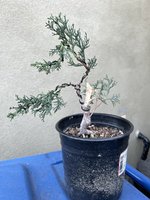 220212 Shohin Ital Cypress 5.jpg