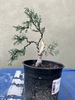 220212 Shohin Ital Cypress 6.jpg