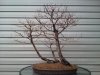 Water Elm 1 Mar14.jpg