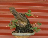 rock juniper restyle 3.JPG