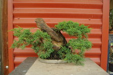 rock juniper restyle 1.JPG