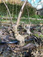 20220227_03_bonsai_vitex_agnus_castus_05.jpeg