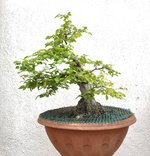 20210418_01_bonsai_carpino.jpeg