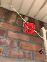 2087621A-9712-4A15-8D1E-153BD36CC941.jpeg