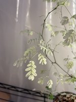 0AE3B4C0-CF94-4C11-97D4-3D74756924D7.jpeg 0AE3B4C0-CF94-4C11-97D4-3D74756924D7.jpeg