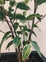 ficus branches.jpg