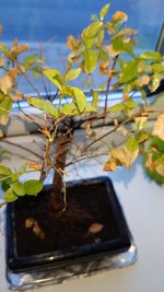 DSC_1905.JPG
