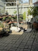 740771A3-1C25-4428-AEC3-3CD2C1FACBCD.jpeg 740771A3-1C25-4428-AEC3-3CD2C1FACBCD.jpeg